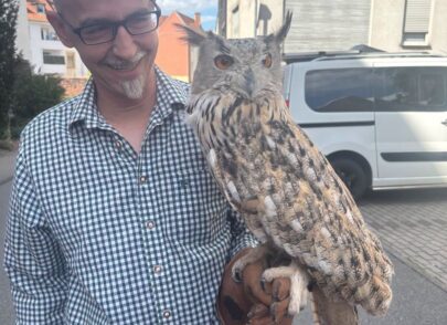 Eule zu Besuch